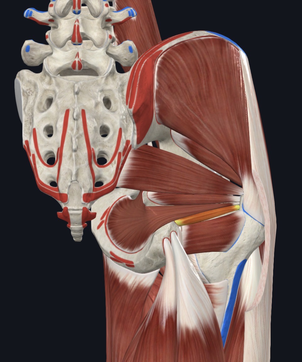 <p>Deep Gluteal Region</p>