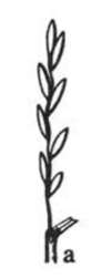 <p>spikelets grow directly from stem</p>