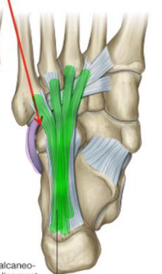 <ul><li><p>calcaneal tuberosity to base of MTs 2-5</p></li><li><p>strong ligament, supports the lateral longitudinal arch</p></li><li><p>helps protect peroneus longus tendon</p></li></ul><p></p>