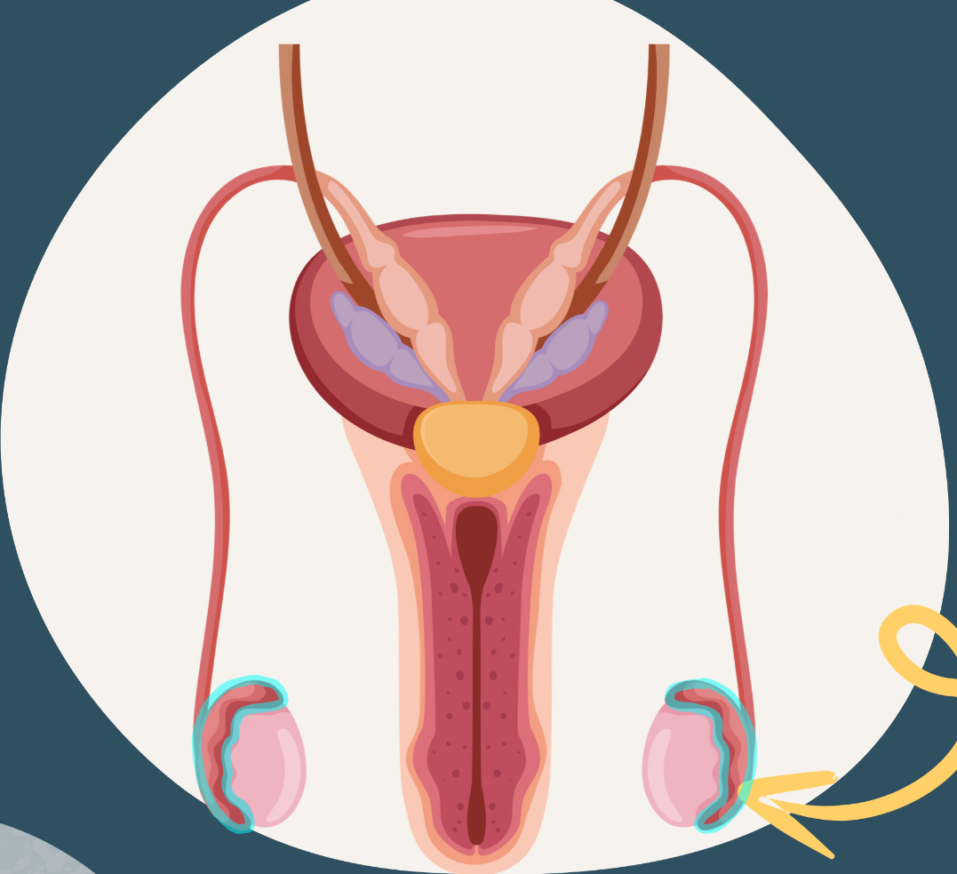 <p>narrow-coiled tube that stores immature sperm cells until they mature and temporarily stored before their release</p><ul><li><p>sperm develops tails and get stronger</p></li><li><p>can store up to 30 days until ejaculated</p></li><li><p>sits on top of testes</p></li></ul><p></p>
