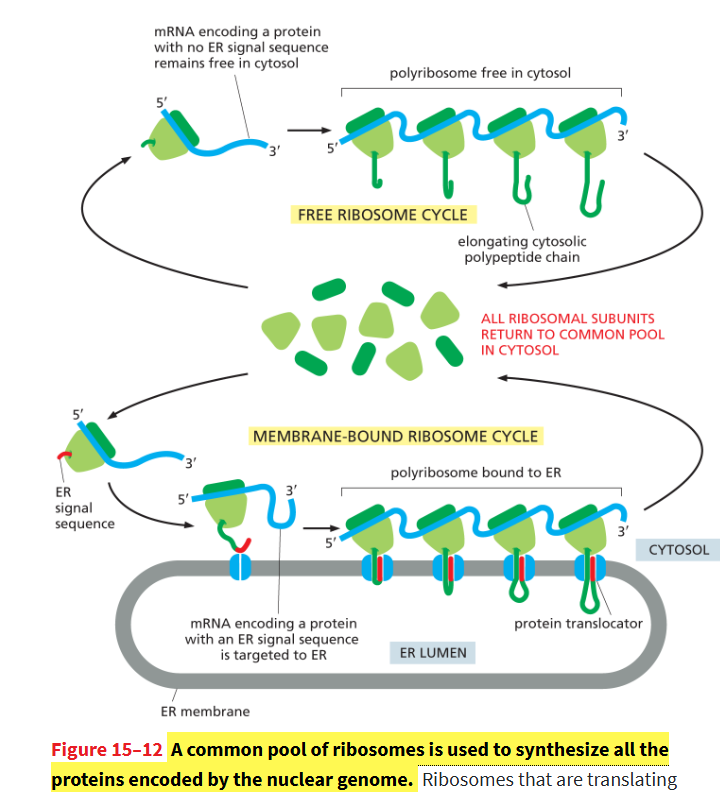 <p>Proteins with an <strong>ER signal sequence enter the ER</strong> and stay in the <strong>endomembrane system</strong> (ER → Golgi → lysosome/membrane/secretion), not the nucleus or mitochondria.</p><ul><li><p>translation will occur in the ribosomes on <strong>rough ER,</strong> and newly synthesized protein is translocated into lumen of ER (or transmembrane)</p></li></ul><p></p>