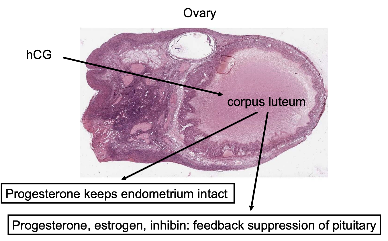 <ul><li><p>Progesterone keeps endometrium intact</p><ul><li><p>We don’t want it to break down during pregnancy</p></li></ul></li><li><p>Progesterone, estrogen, inhibin: feedback suppression of pituitary (Lh and FSH)</p><ul><li><p>For the increase of the three hormones</p></li></ul></li></ul><p></p>