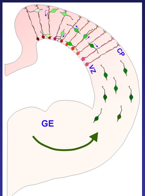 <ul><li><p>Pyramidal neurons: uit corticale centriculaire zone via radial migratie</p></li><li><p>migration Interneurons: ontstaat uit Lateral Germinal Eminence (LGE) via tangential migration inhibitie kan invloed hebben op autisme, hypothese interneuronen te laat komen daardoor te actief brein » autism</p></li></ul><p></p>