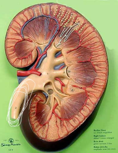<p>Name this structure</p>