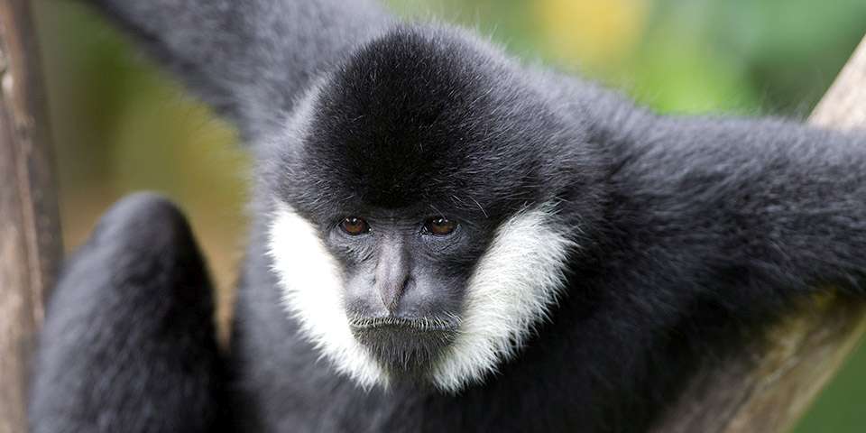 <p>Common Name: White-cheeked Gibbon</p><p>Suborder: Haplorhini</p><p>Order: Primates </p><p>Family: Hylobatidae </p>