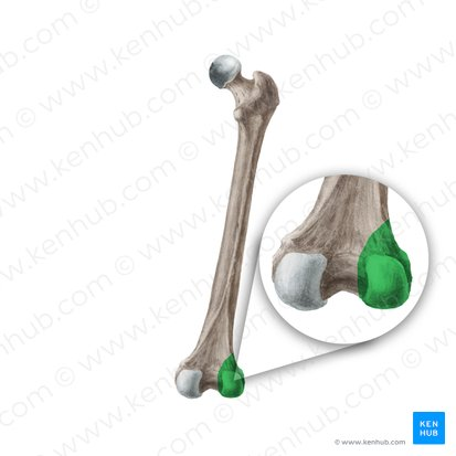 <p>rounded knob; usually fits into fossa on another bone</p>