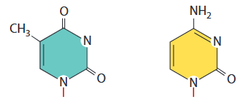 <p><strong>Single </strong>ring structures found in nucleotides</p>