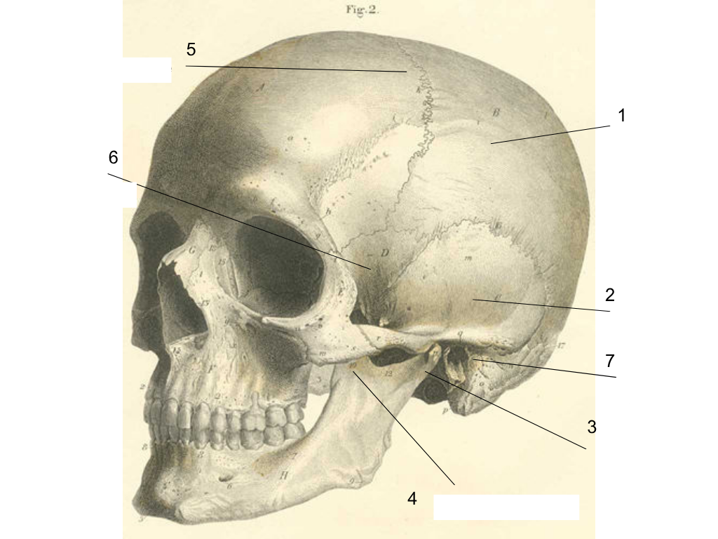 <p>what is #6 pointing at?</p>