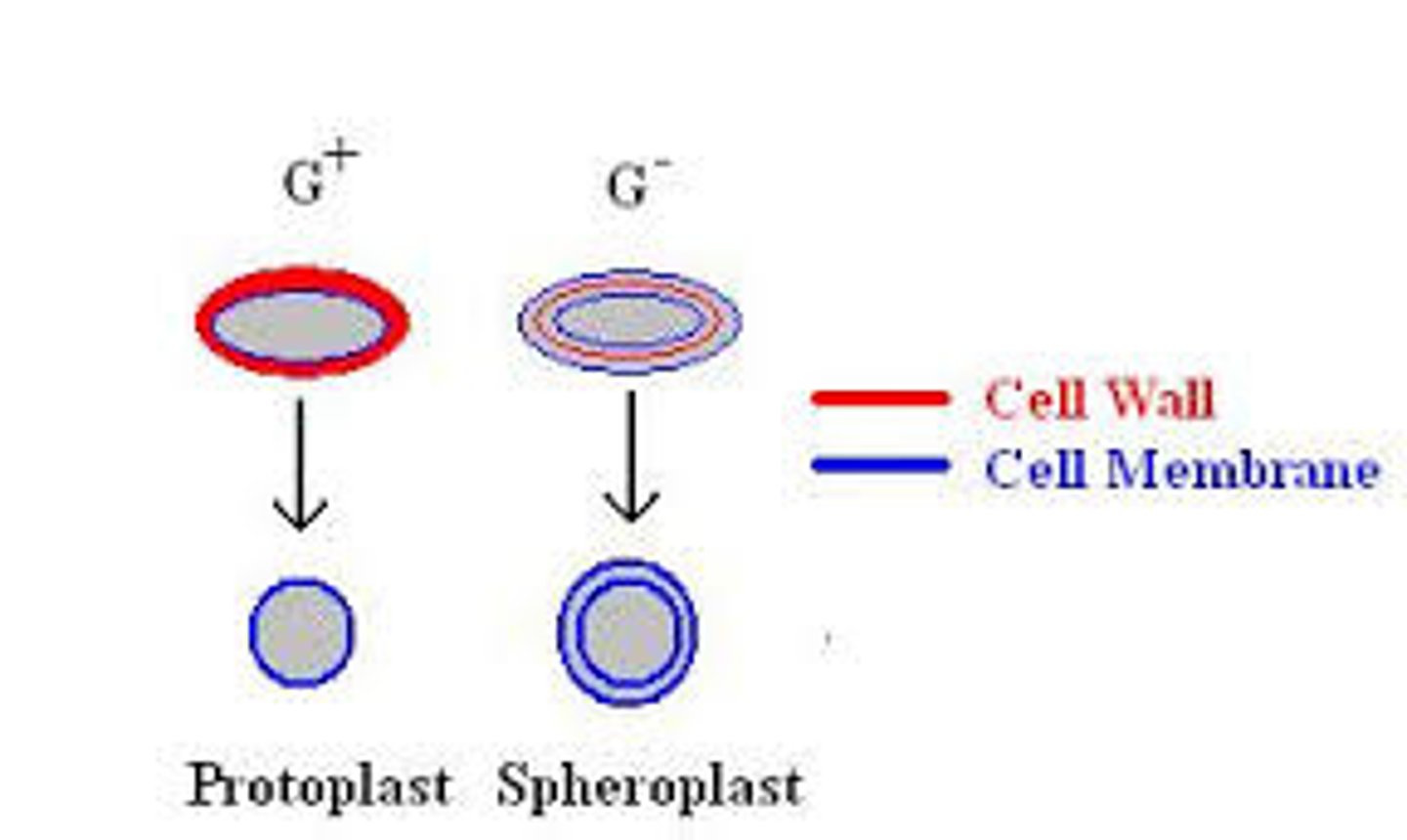 <p>A gram-negative cell that has lost most of its cell wall; but the outer membrane remains</p>
