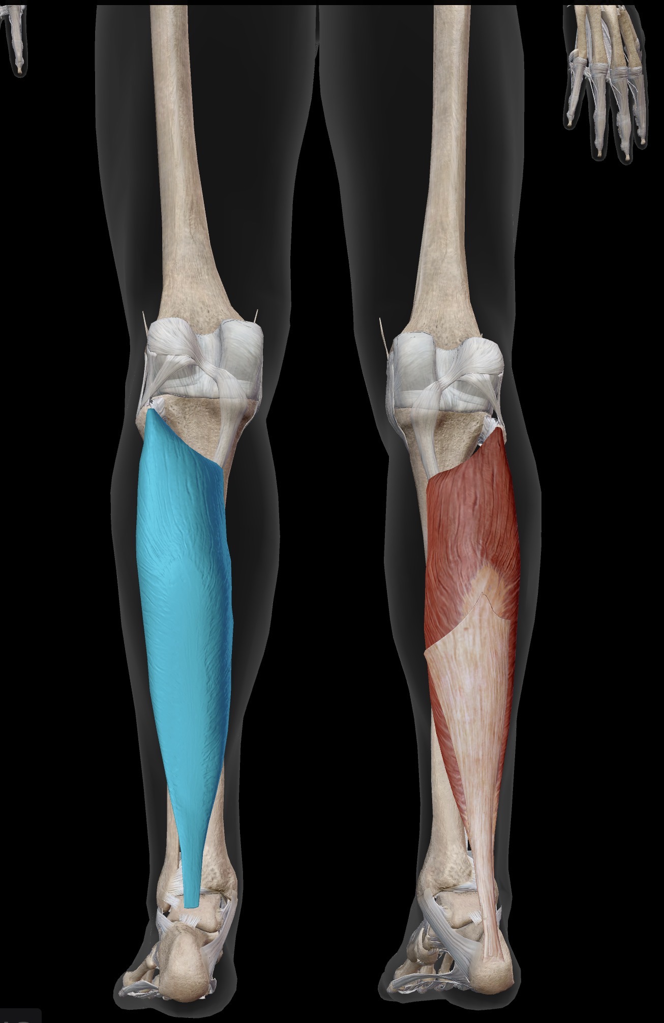 <p>Name the muscle and corresponding letter ( O = origin, I = insertion, A = actions, IN = innervation)</p><p>O</p><p>I</p><p>A</p><p>IN</p>