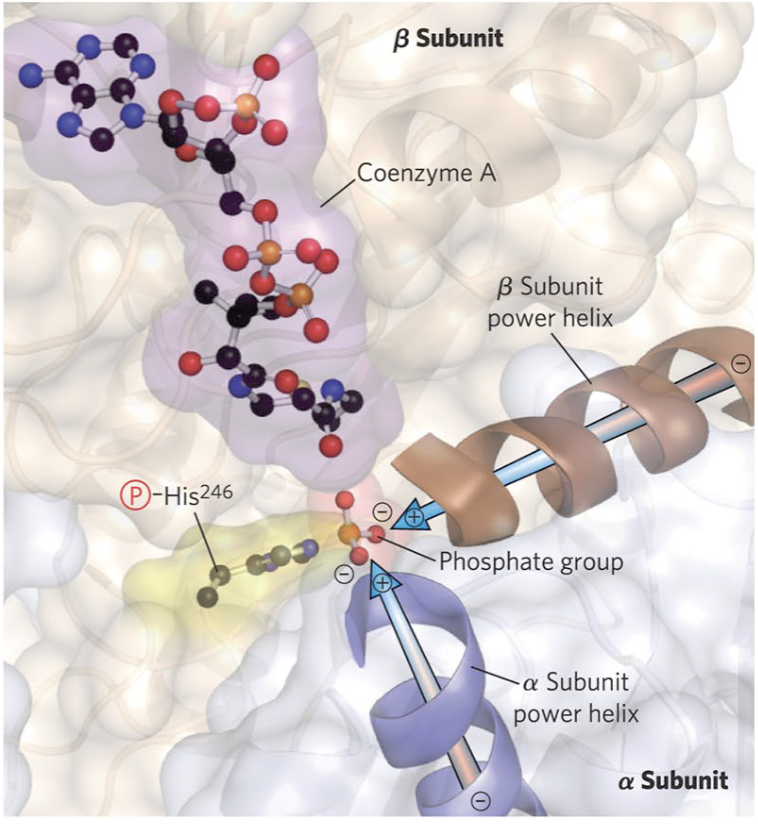 <p>Enzyme does not use metal cation cofactors,How does this enzyme stabilize the highly</p><p>charged His-Pi intermediate?</p>