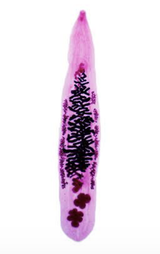 <ul><li><p>adult form of Opistorchis felineus (cat liver fluke) </p></li><li><p>causes opisthorchiasis</p></li></ul><p></p>