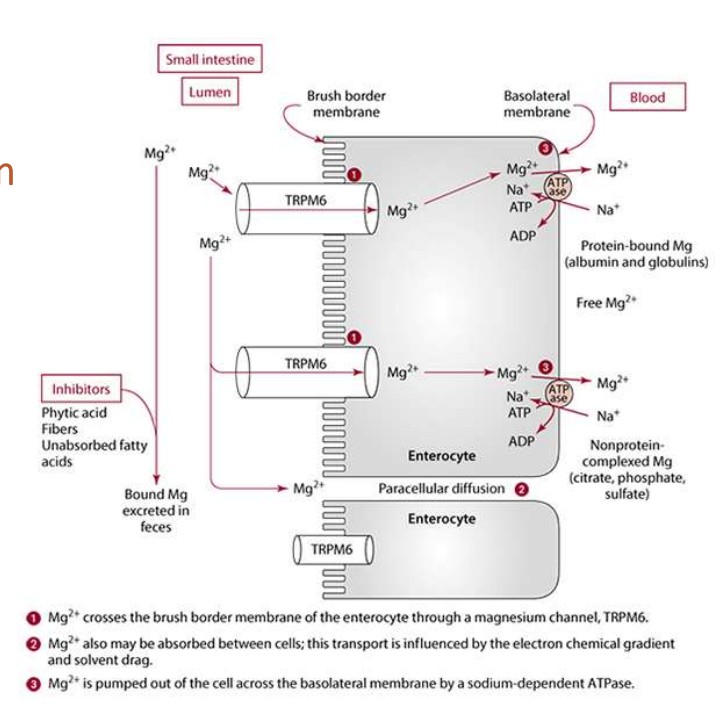 <ul><li><p>Where: small intestine</p></li><li><p>How: in form of Mg2+</p><ol><li><p>Saturable, carrier-mediated, active transport via TRPM6 inhibited by high cytosolic Mg concentration</p></li><li><p>Paracellular diffusion (main mechanism at high intakes) increases as Mg concentration in lumen increases</p></li></ol></li><li><p>Efficiency varies (30 – 60%); depending on Mg intake</p></li></ul><p></p>