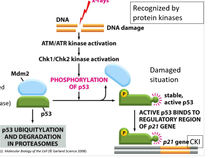 <ul><li><p>p53 is phosphorylated, removing Mdm2</p></li><li><p>active p53 bids to regulatory region of p21 gene, transcribing it</p></li><li><p>CKI is produced</p></li></ul><p></p>