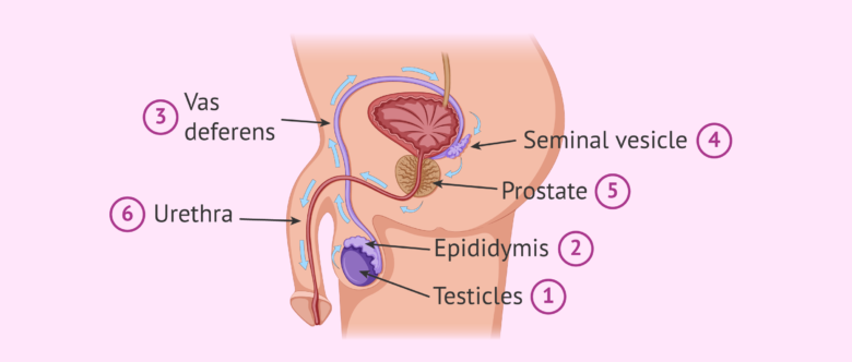 <p>Vas Deferens</p>