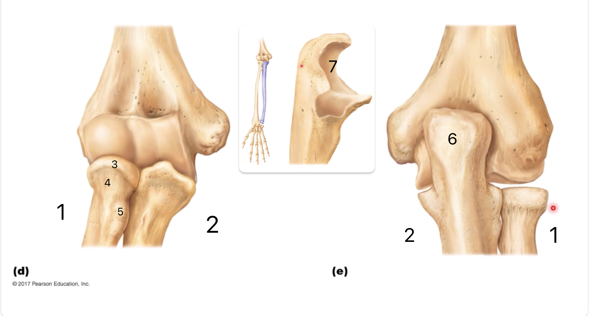 <p>What are the bones and what are the different parts?</p>