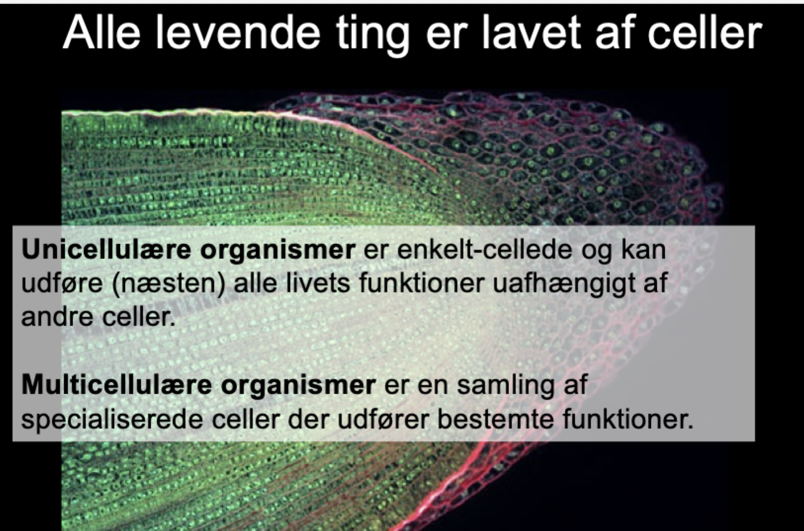 <p><strong>Unicellulære:</strong> Kan udføre <em>alle</em> livsprocesser uafhængigt (fx respiration, bevægelse).</p><p><br></p><p><strong>Multicellulære:</strong> Har specialiserede celler, der samarbejder. En enkelt celle kan oftest ikke overleve alene.</p>