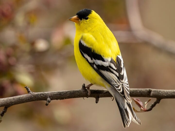 <p>american goldfinch</p>