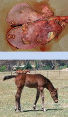 <p>A 4 month old foal presents with increased respiratory rate, decreased appetite, cough, tachypnea, and a mild fever. The foal eventually progresses to acute respiratory distress and death. This is the necropsy. Thoughts?</p>
