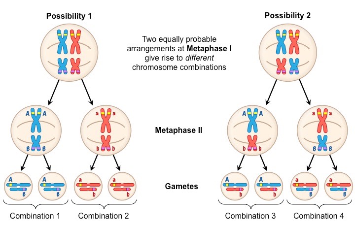 <p><strong>What is the consequence of the random alignment of homologous pairs during independent segregation?</strong></p>