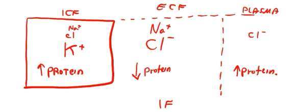 <ul><li><p>High levels of Na+</p></li><li><p>High levels of Cl-</p></li><li><p>Low levels of protein</p></li><li><p>Negligible levels of K+</p></li></ul><p></p>