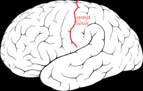 <ul><li><p>Groeve</p></li><li><p>Scheidt motorische en sensorische cortex</p></li></ul><p></p>