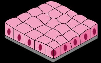 <p>Simple Cuboidal Epithelium </p>