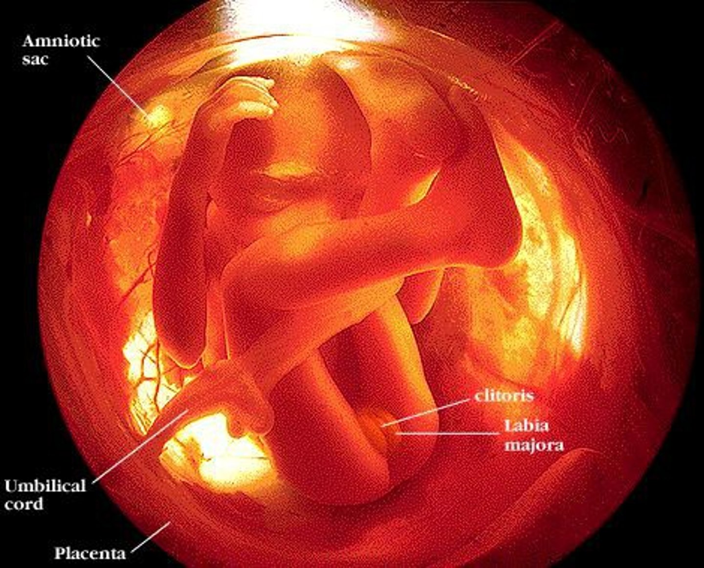 <p>- Mother may feel "quickening".</p><p>- Fetus can hear and suck thumb.</p>
