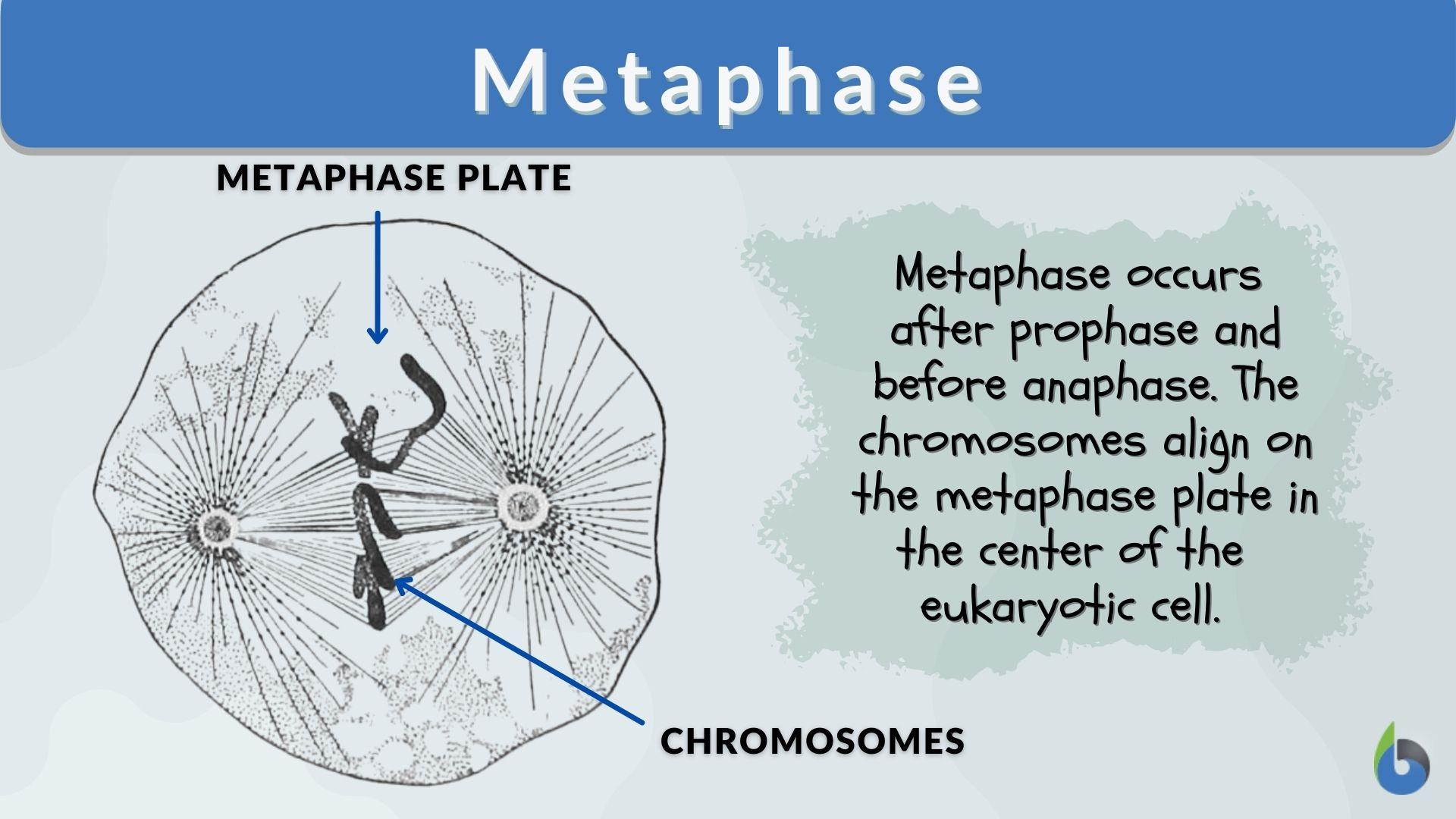 <p>Metaphase</p>