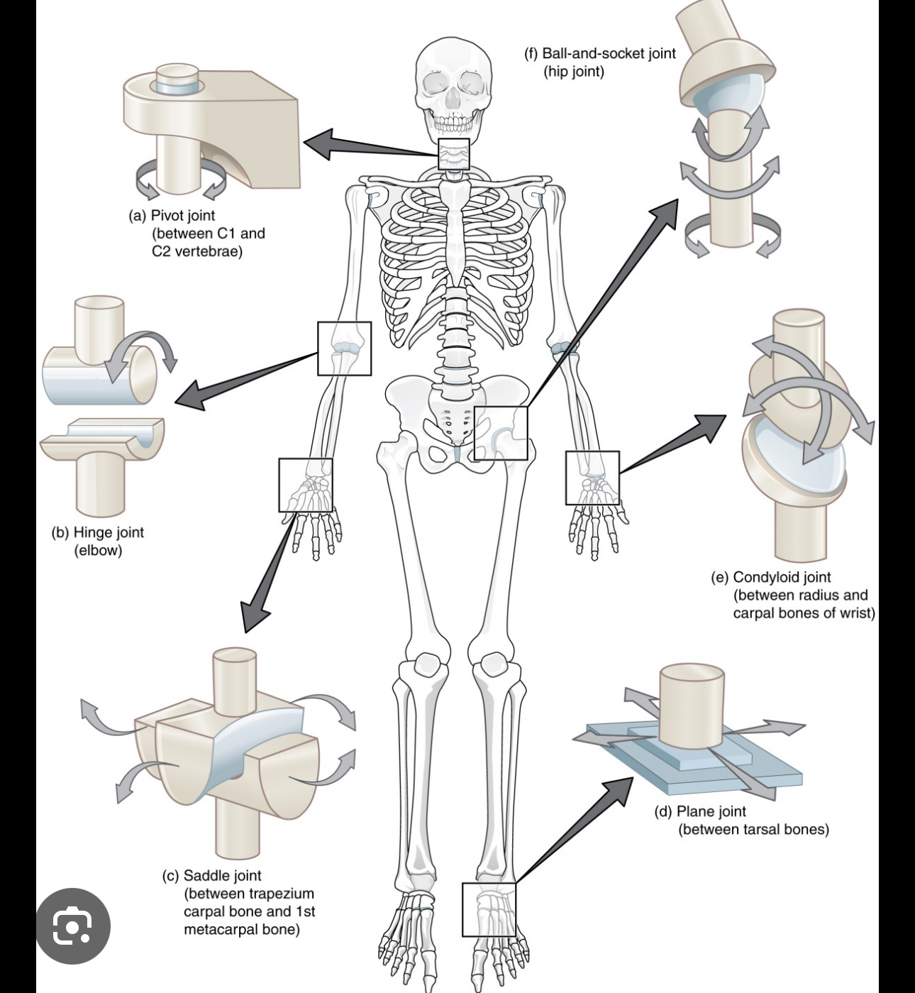 <p>Very moveable </p>
