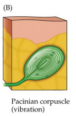 <p>“onion layered”</p><p>deeper than meissners/merkels </p><p>touch moves some layers relative to others, uncovering channels </p><p>vibration, transient stimulation </p><p>fast adapting</p>