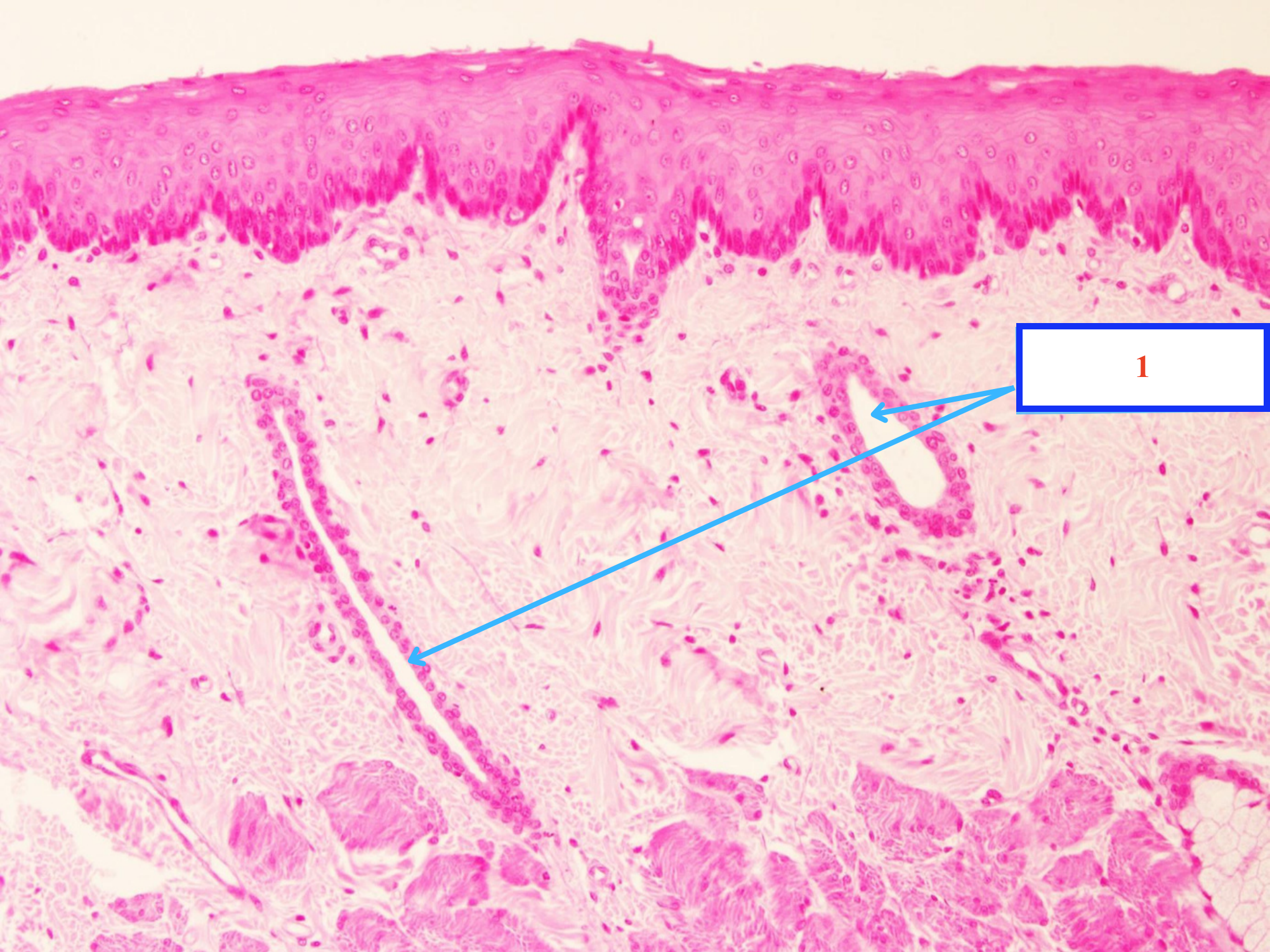 <p>Cấu trúc gì ? - Tiêu bản gì ?</p>