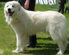 <p>welk type hond is dit</p>