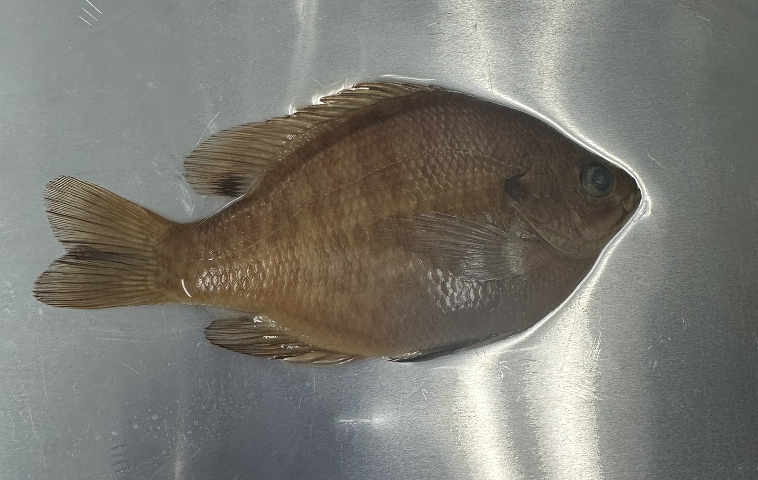 <p>Family Centrarchidae (sunfishes) - <em>Lepomis macrochirus</em></p>