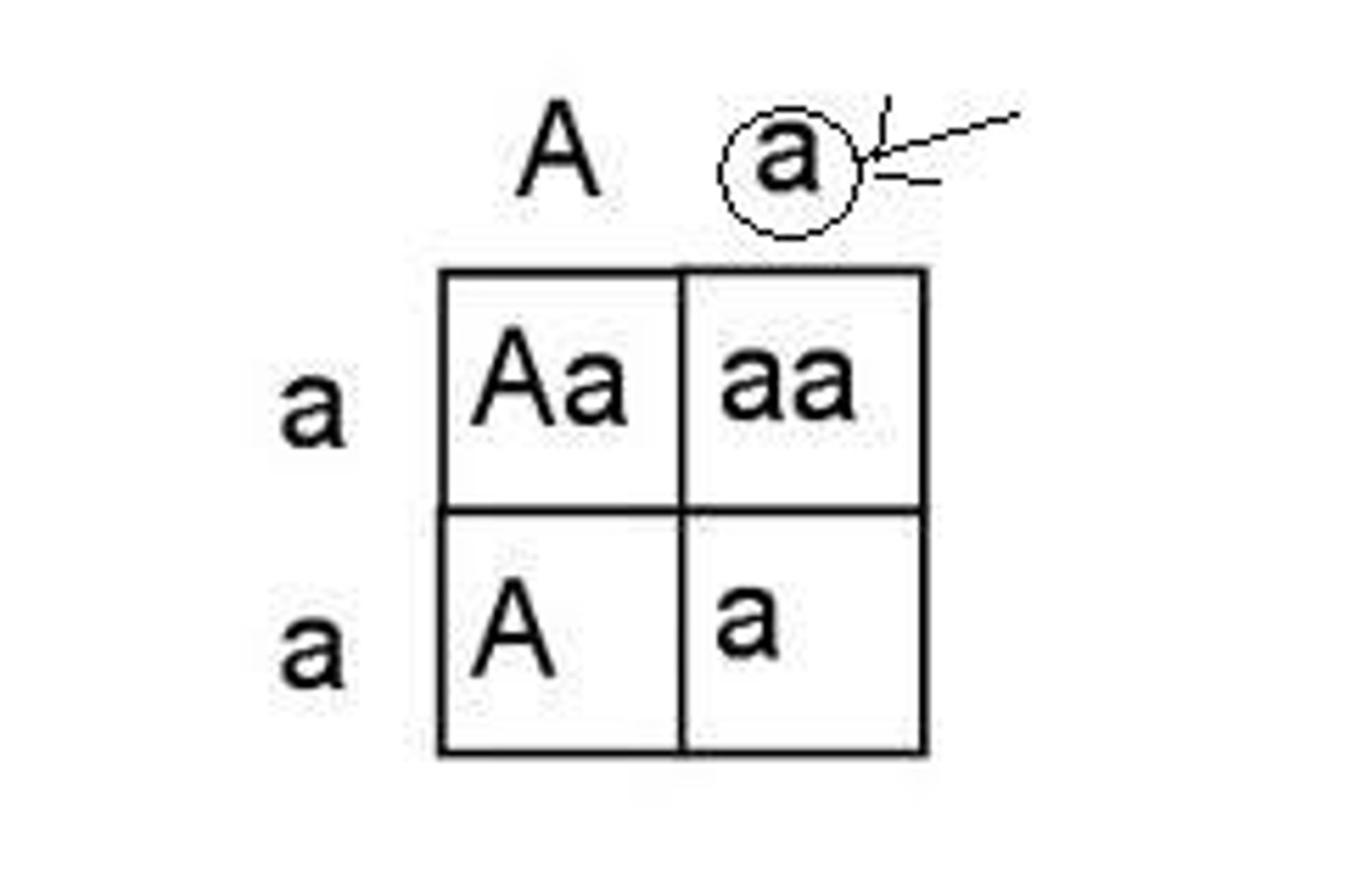 <p>- Pattern of inheritance in which a child receives identical recessive alleles, resulting in expression of a nondominant trait.</p><p>- Needs two copies to appear.</p><p>Example: Blue eyes appear only if both parents pass on the blue-eye gene</p>