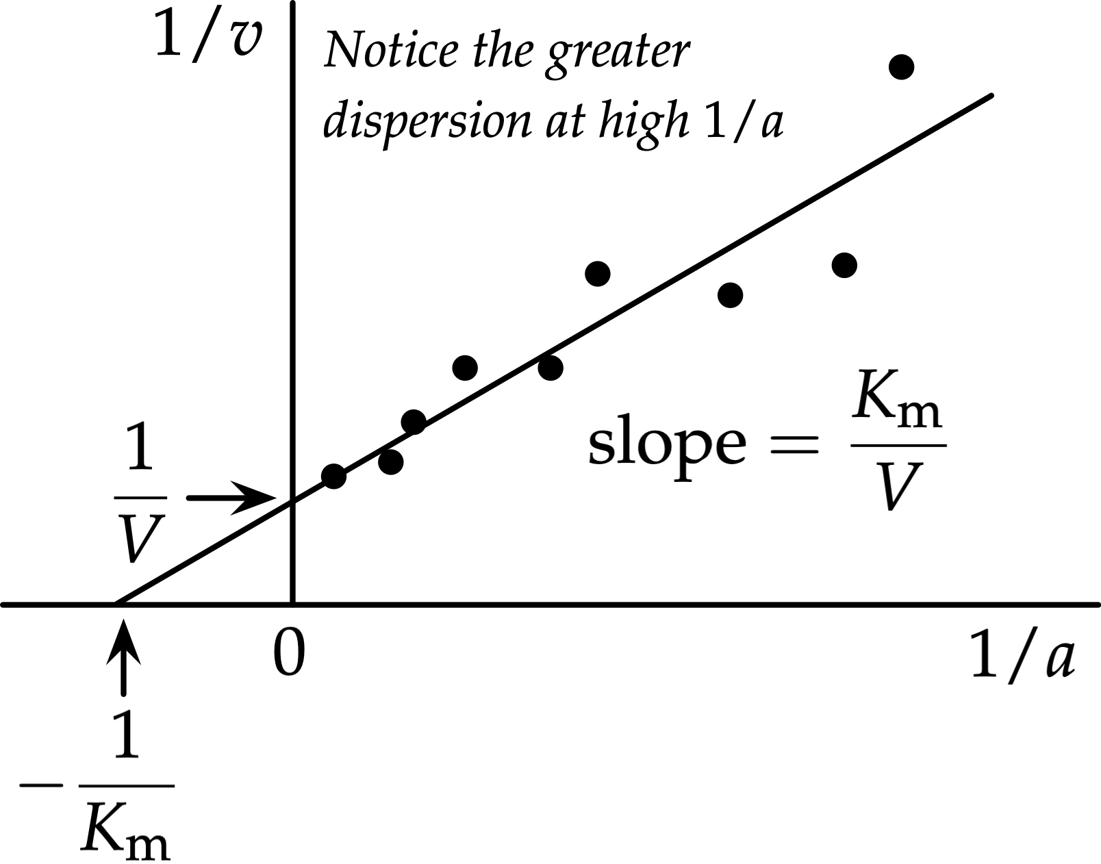 <ul><li><p>The Michealis-Menten curve is curved, which makes it hard to accurately determine the Vmax and Km</p></li><li><p>Therefore, the Michealis-Menten equation was rearranged into a reciprocal (inverse) form, giving a straight line graph</p></li></ul><p></p>