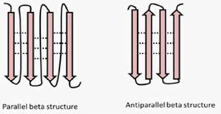 <ul><li><p>antiparallel - run N to C, then C to N, etc. ; stronger hydrogen bonds</p></li><li><p>parallel - run N to C, go back to do some other stuff, N to C, etc. Weaker h bonds</p></li><li><p>mixed - parallel and antiparallel; run N to C, C to N, go back to do some stuff, C to N, etc. </p></li></ul><p></p>