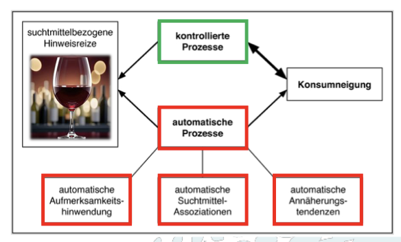 <p><strong>Automatisierte Prozesse:</strong></p><ul><li><p>schnell, wenig kognitive Kontrolle</p></li><li><p>durch Auslösesituationen aktiviert</p></li><li><p>schwer zu unterdrücken<br><br></p></li></ul><p><strong>Kontrollierte Prozesse:</strong></p><ul><li><p>langsam, kognitiv aufwändig</p></li><li><p>für Abstinenz notwendig</p></li></ul><p>Sucht = Dominanz automatisierter Prozesse<br><br></p><p>Abstinenz: </p><ul><li><p><span>Bewusste </span>Informationsverarbeitung/ Handlungsregulation <br>(controlled processing)</p></li></ul><ul><li><p class="p2">Vergleichweise langsam & kognitiv aufwändig</p></li></ul><p></p><p></p><p>→ bewusste Regulation überfordert</p>