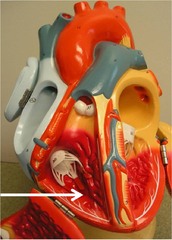 <p>Identify the structure</p>