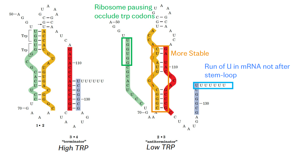 <p>(Amino acid biosynthetic operons have small peptides that encode several AA to be made, of the type that the operon produces. These Trp AA’s  cause the ribosome to pause its translation. This gives the RNA strand time to fall into a more stable positition which is one with an anti-terminator hairpin structure.</p><p>If tryptophan was present then the ribosome does not pause in transcription so comes into contact with a an intrinsic terminator at the 3-4 stretch, which is a stretch of RNA that forms a hairpin structure that due to steric hindrance, detaches from the ribosome upon joining and terminates transcription.</p>
