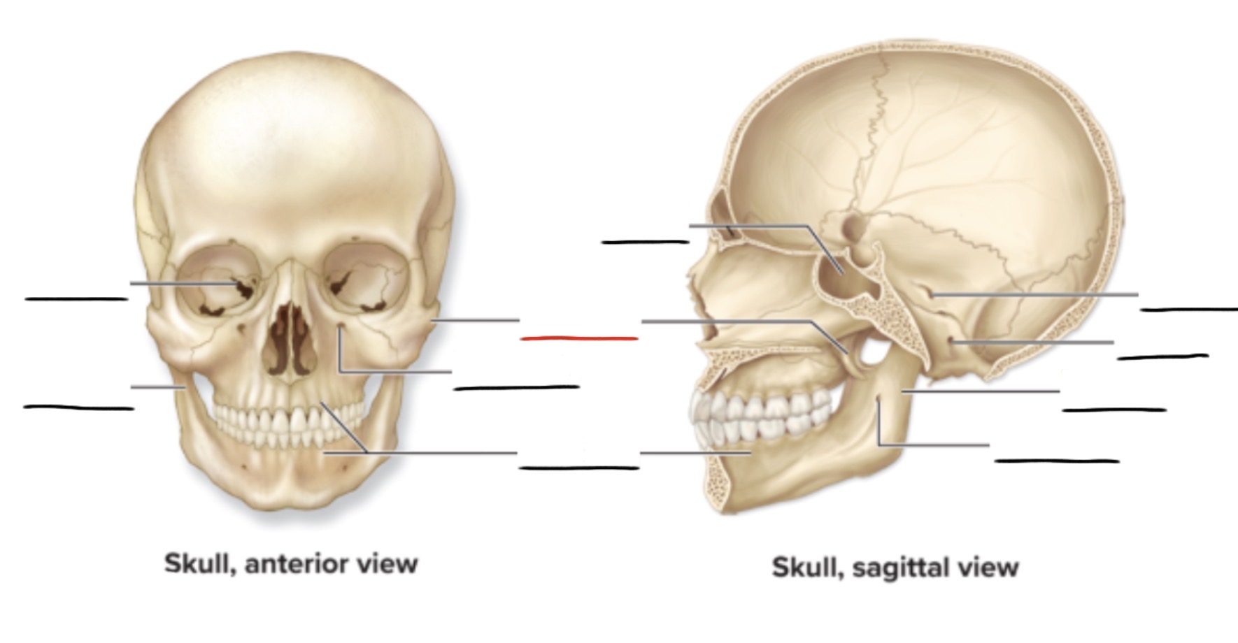 <p><strong>Anatomic Term</strong></p><p>Description</p><p>(General Structure)</p>