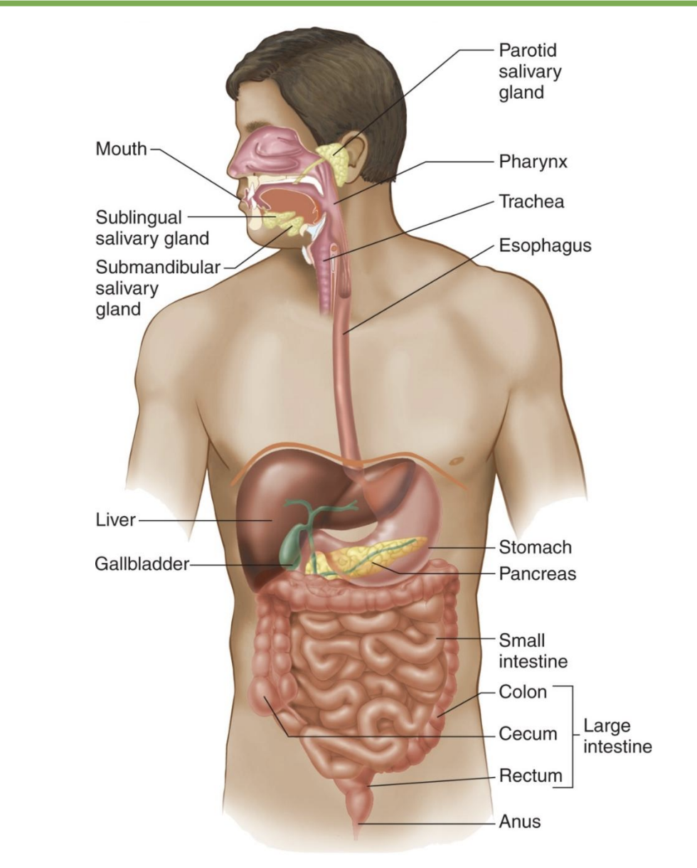 <p>-30 feet in cadavers; shorter in living body due to muscle tone </p><p>-Accessory organs: not part of digestive tract but secrete substances into it; ex=pancreas, liver</p><p>-Lumen is technically outside the body (*some things never absorbed; imp barrier bc don’t want gut bacteria to mix)</p><p>-Digestion: breaking down food into simpler chemicals that can be absorbed/utilized by the body (*ex: protein → AA)</p>