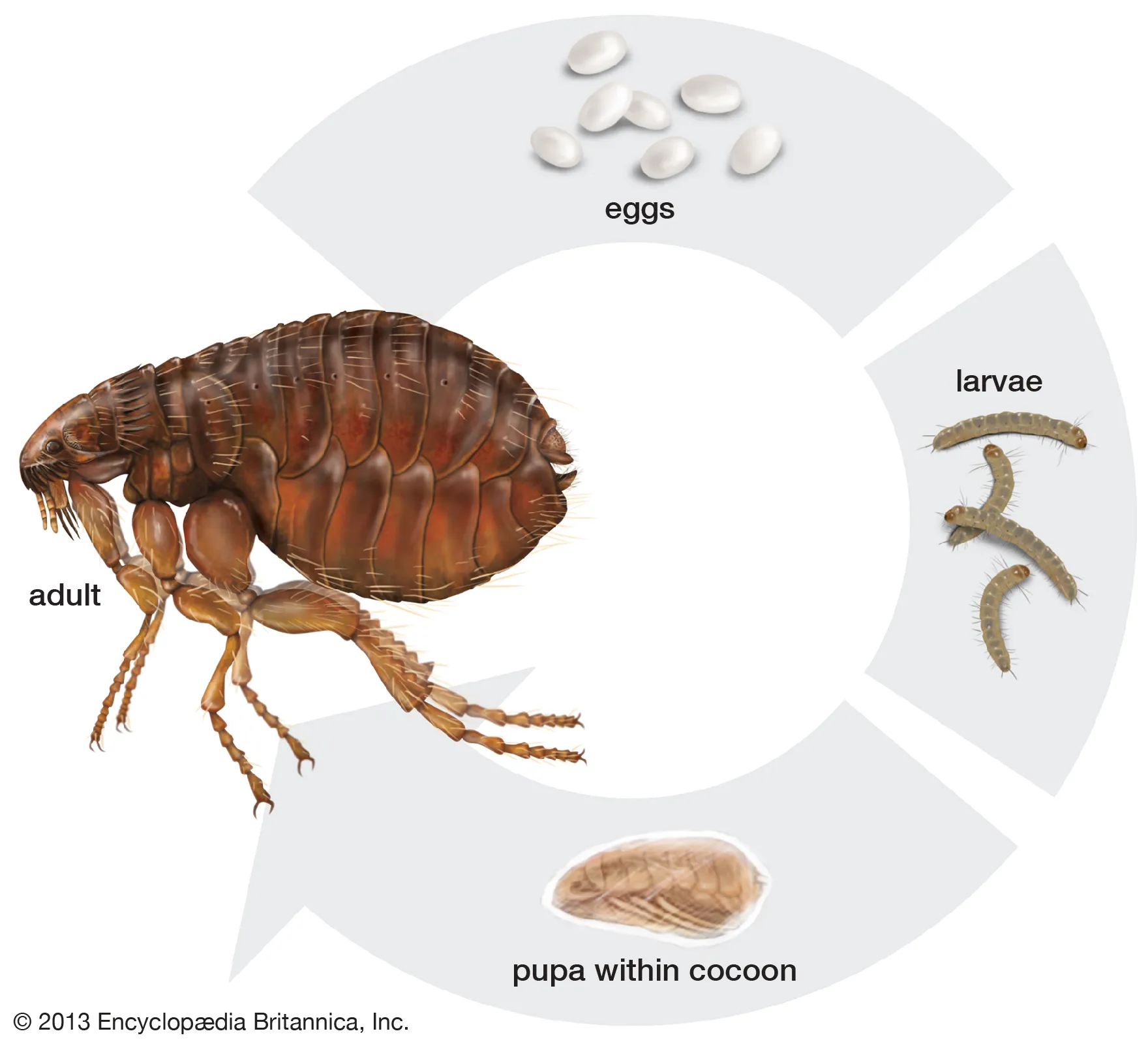 <p>Flea (Siphonaptera) Life Cycle</p>