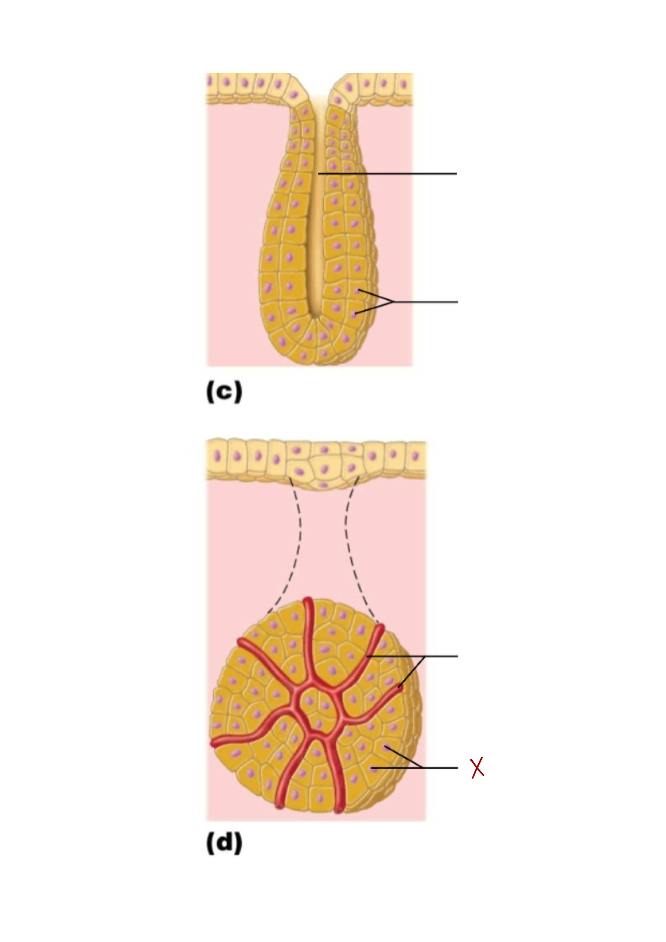 <p>X</p>