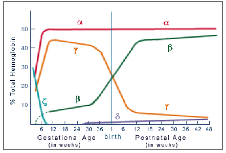 <p>Embryonic, Fetal, Neonatal and Adult Haemoglobins</p>