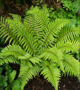 <p>Identify which plant phyla this belongs to.</p>