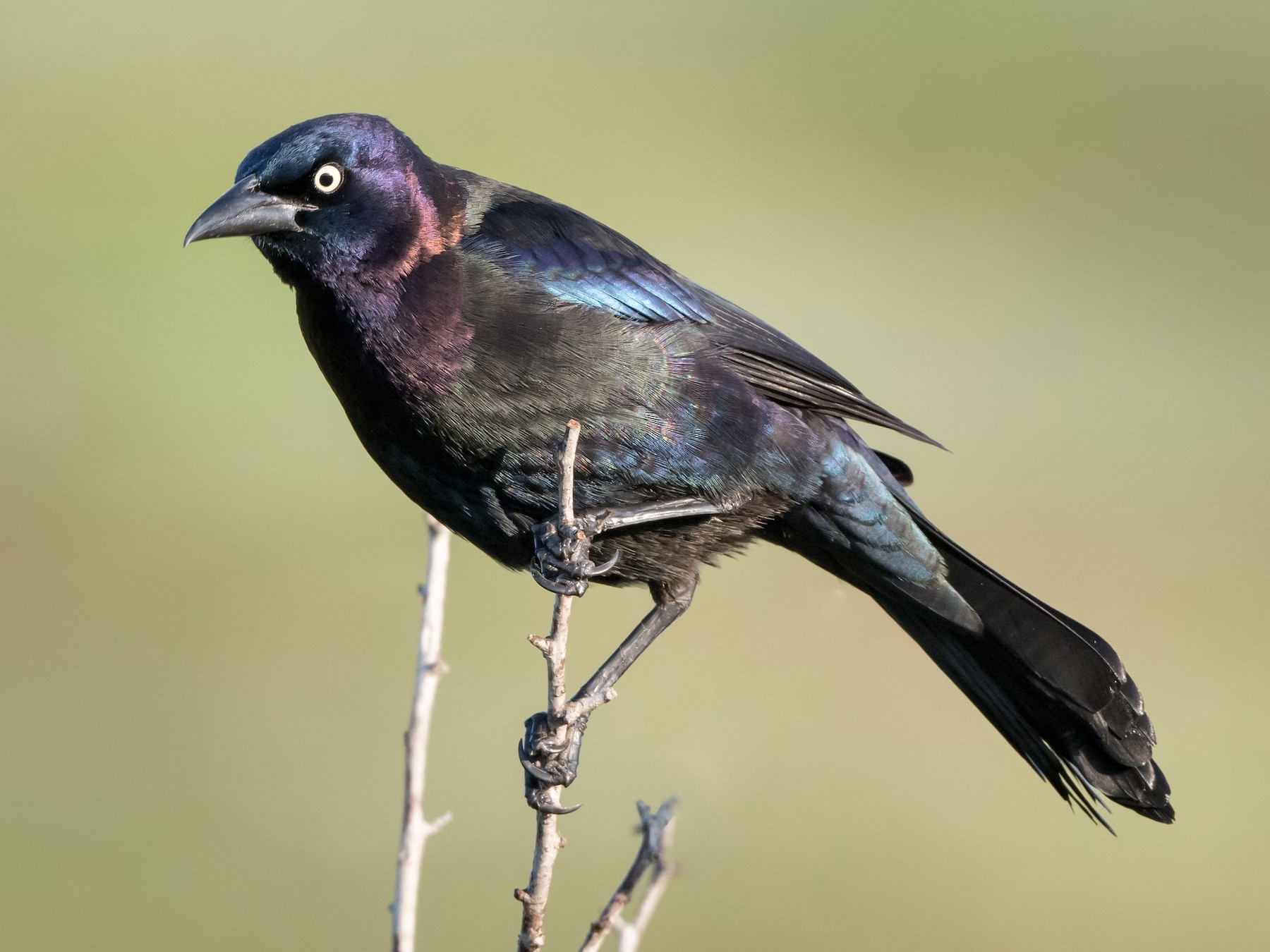 <p>Order Passeriformes Family Icteridae</p>