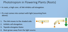 <p>cells in root tip produce IAA, which is transported away from the tip</p><p>IAA diffuses towards the shaded side of the root</p><p>inhibits cell elongation on shaded side (where IAA concentration is higher) causing root to bend away from light</p>