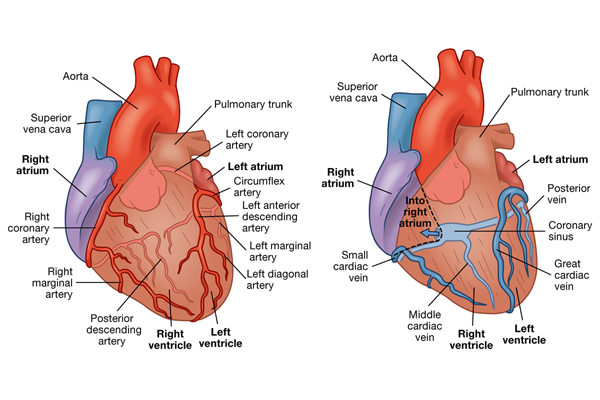 <p><span>coronary circulation supplies the myocardium with blood. blood flow into the two major coronary arteries occurs primarily during diastole.</span></p>