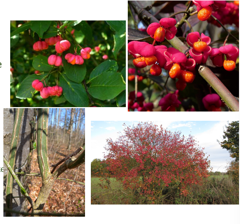 <p>Jonge twijgen vierkantig</p><p>geen zeer typerend blad</p><p>typerende roze bloemen</p><p>typerend ornaje vruchtjes welke een groot deel van de winter blijven hangen</p>